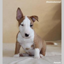 mini bull terijer štenci besplatni mali oglasi