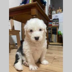 bobtail štene besplatni mali oglasi