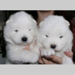 samojed štenci besplatni mali oglasi