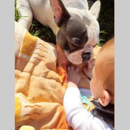 blue pied francuski buldog besplatni mali oglasi
