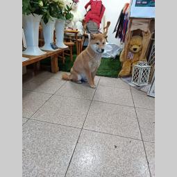 šiba inu štenci besplatni mali oglasi