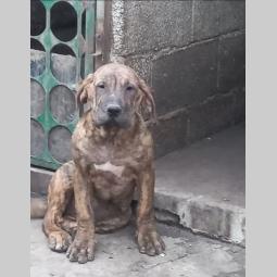 presa canario štenci besplatni mali oglasi