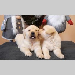 labrador, prelepi čistokrvni štenci besplatni mali oglasi