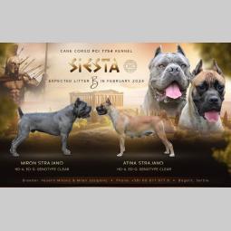 cane corso kane korso besplatni mali oglasi