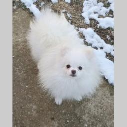 pomeranac boo (kao medvedići) pomeranski špic besplatni mali oglasi