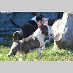 mini bull terijer prelepi štenci besplatni mali oglasi