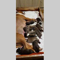 pit bul štenci besplatni mali oglasi