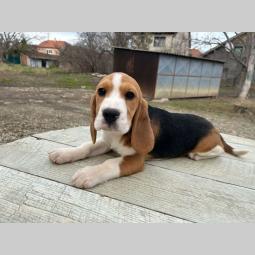 bigl štenci i odrasla ženka besplatni mali oglasi