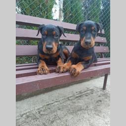 doberman štenci besplatni mali oglasi