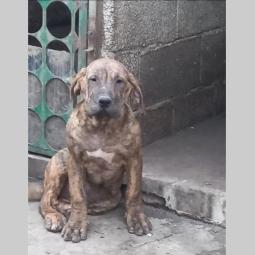presa canario prelepi štenci besplatni mali oglasi