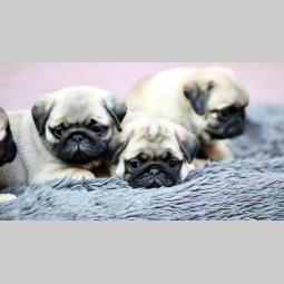 mops štenci besplatni mali oglasi