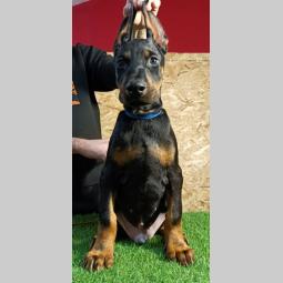 štenci dobermana besplatni mali oglasi