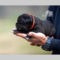 cane corso vrhunski štenci besplatni mali oglasi