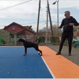 doberman štenci besplatni mali oglasi