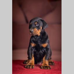 doberman prelepi štenci besplatni mali oglasi