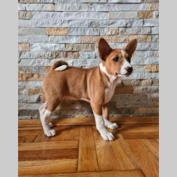 basenji top štenci besplatni mali oglasi