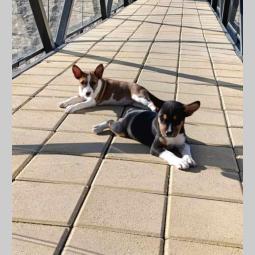 basenji štenci besplatni mali oglasi