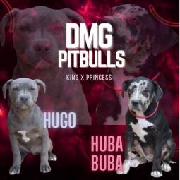 pitbull prelepi štenci besplatni mali oglasi