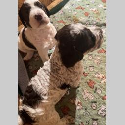 lagotto romagnolo prelepi štenci besplatni mali oglasi