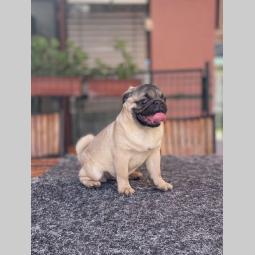 mops prelepo žensko štene besplatni mali oglasi
