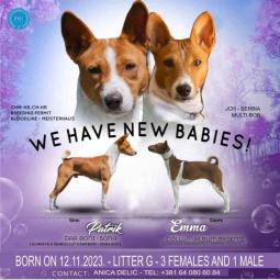 basenji žensko štene besplatni mali oglasi