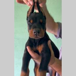 doberman prelepi štenci besplatni mali oglasi