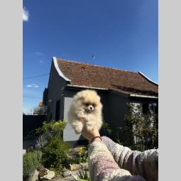 pomeranac prelepi štenci besplatni mali oglasi