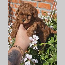 pudle tzv teddy bear besplatni mali oglasi