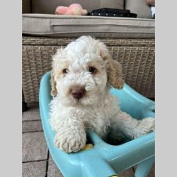 štenci rase lagotto romagnolo stari 2 mes besplatni mali oglasi