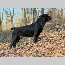 južnoafrički mastif boerboel štenci besplatni mali oglasi