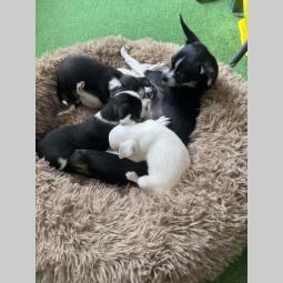 čivava prelepa štenad besplatni mali oglasi
