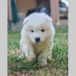 samojed besplatni mali oglasi