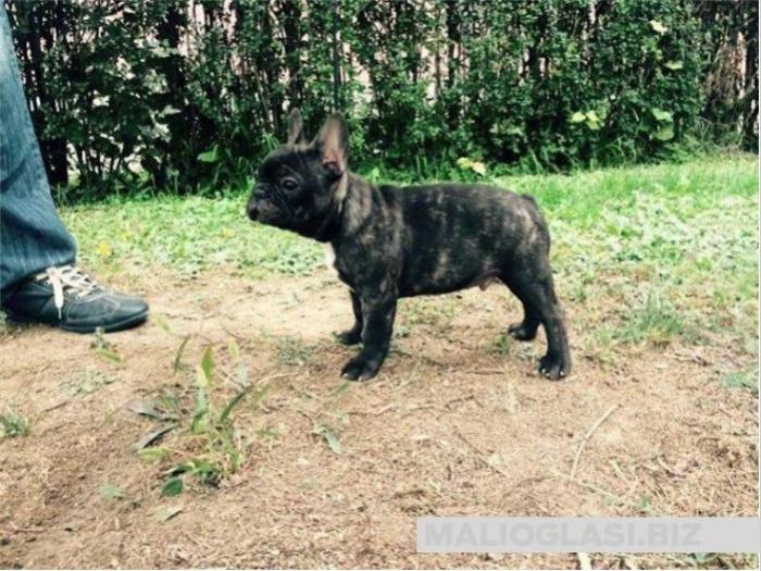 francuski buldog štenci uzrasta 3 meseca besplatni mali oglasi