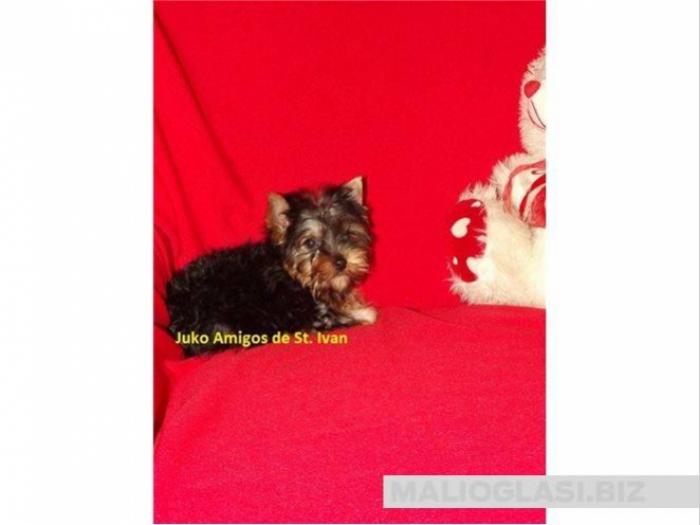 jorkširski terijer, yorkshire terrier, mini jorki besplatni mali oglasi