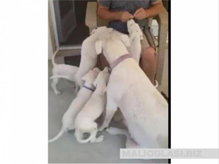 dogo argentino štenci vrhunskog porekla besplatni mali oglasi