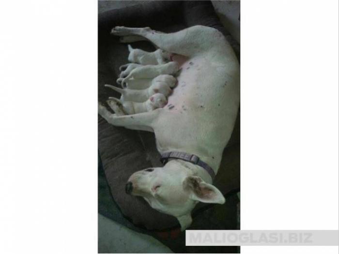 dogo argentino štenci vrhunskog porekla besplatni mali oglasi