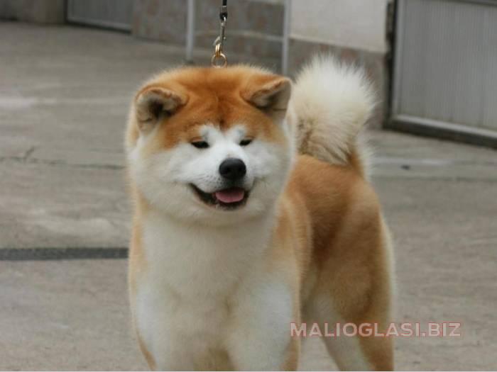 akita inu besplatni mali oglasi