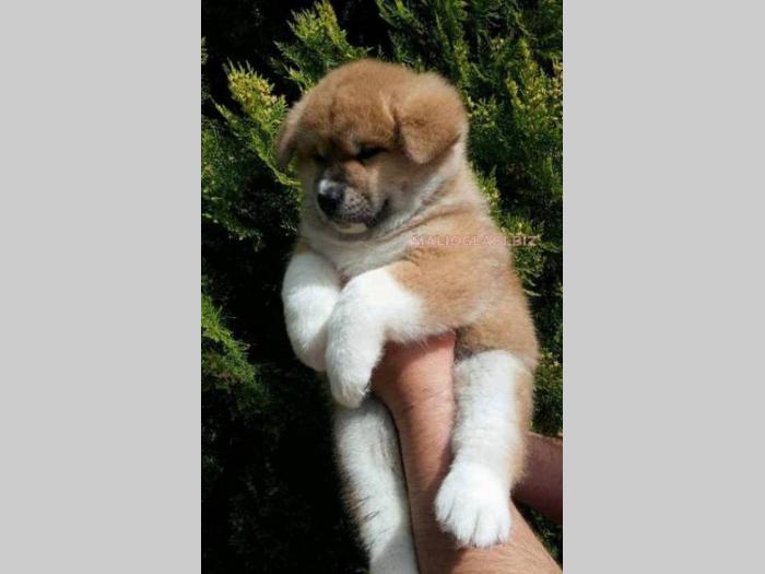 akita inu štenci šampionskog porekla besplatni mali oglasi