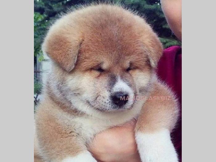 akita inu štenci šampionskog porekla besplatni mali oglasi
