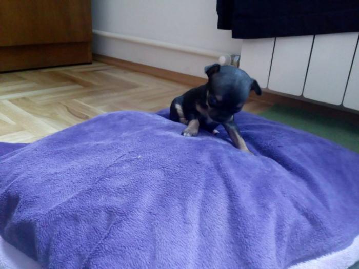 mini čivave besplatni mali oglasi