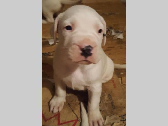 dogo argentino štenci izložbenog potencijala besplatni mali oglasi