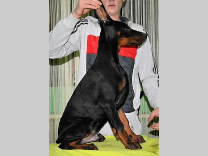 doberman štenci izložbenog potencijala besplatni mali oglasi