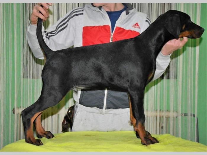 doberman štenci izložbenog potencijala besplatni mali oglasi