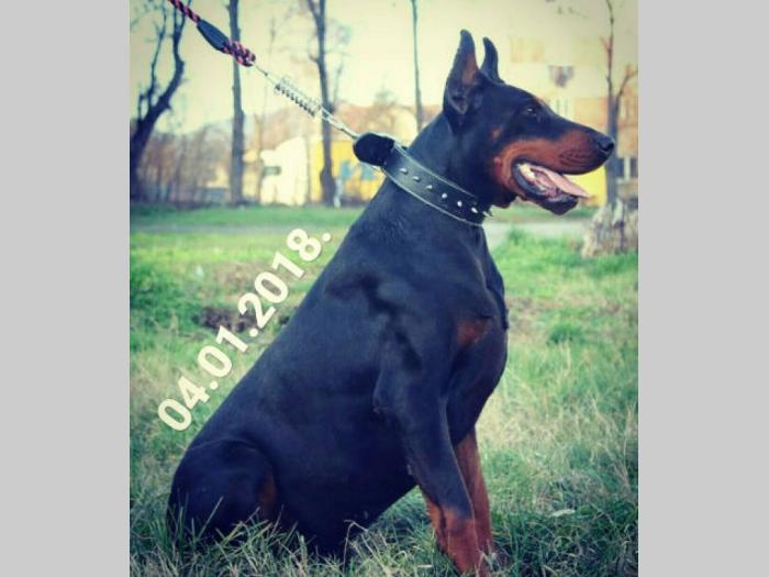 doberman štenci vrhunskog kvaliteta besplatni mali oglasi