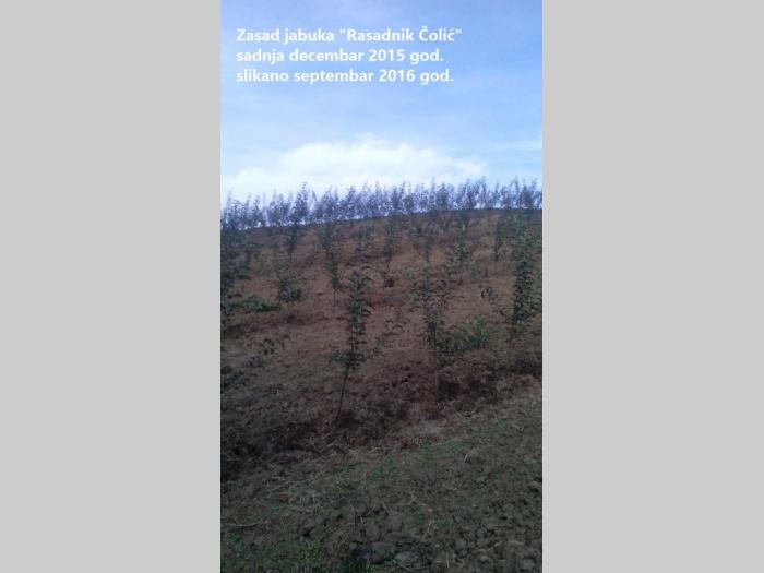 voćne sadnice rasadnik čolić besplatni mali oglasi
