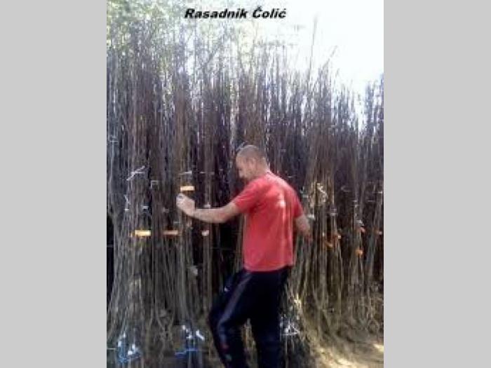voćne sadnice rasadnik čolić besplatni mali oglasi