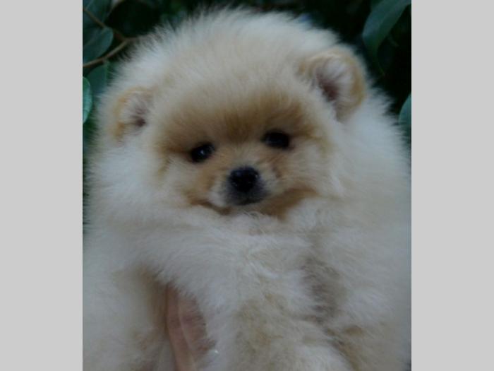 pomeranski špic (pomeranian) boo štenci besplatni mali oglasi