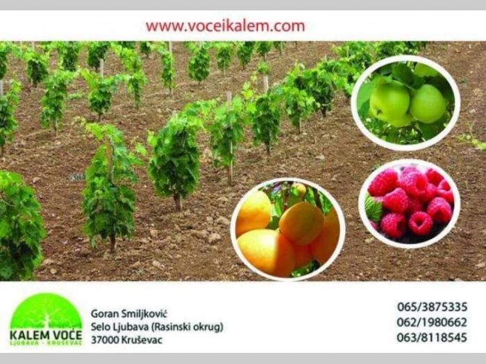vocne i lozne sadnice, najbolji kvalitet, najpovoljniji uslovi besplatni mali oglasi