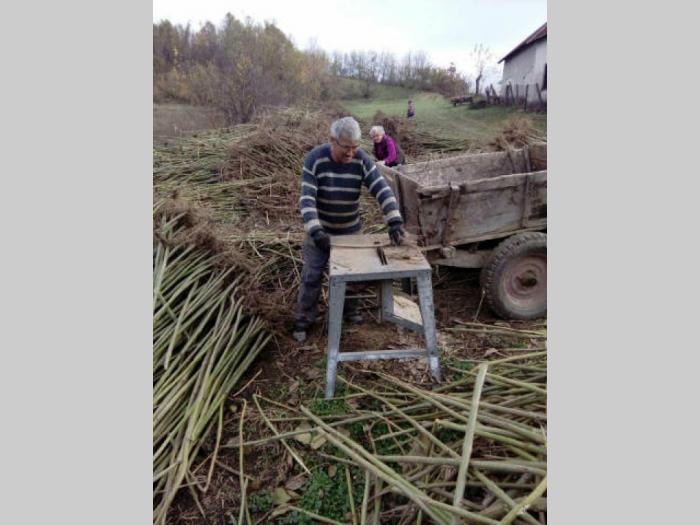 jednogodišnje sadnice paulovnije akcija besplatni mali oglasi