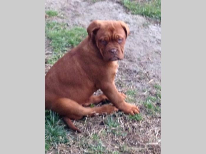 bordoške doge štenci od 4 meseca besplatni mali oglasi